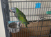 Derbyan parrots
