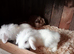 Lion head baby rabbit's