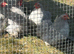 Lavender pekins