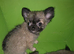 Quality KC Registered puppies