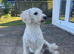 HANDSOME POODLE, CHARLIE