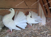 PURE WHITE ENGLISH FANTAIL DOVES PIGEONS
