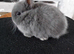 Pure Netherland Dwarf babies