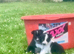 ****1 Stunning Male Border Collie Puppy****