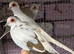 Mixed diamond doves