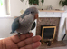 Silly tame quaker parrot baby