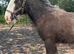 Yearling gelding