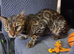16 month old bengal phoeae