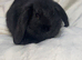Mini lop eared bunnies