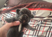 Stunning chihuahua puppies