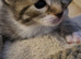 Beautiful kittens
