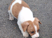 Jack russles puppies Loving for ever Home