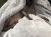 Male neutered loving cat looking for a new home