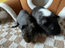 Bonded male guinea pigs x2