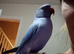Hand reared blue ring neck
