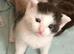 2 adorable boy Kittens. Ready to leave in 3 weeks