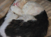 Rescue stray needing forever home.