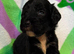 F1 small mini cockapoos various colours 30 dna health tested clear