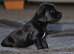 Beautiful Cocker Spaniel Puppies