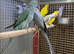 Ring neck parrot