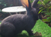 PURE BRED Continental Giant kits - Vaccinated - RESERVE