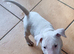 Bullterrier pup.