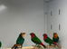 Finches