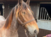 Cob gelding yearling