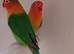 Split ino Fischer's lovebirds