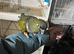 Tame and talking Pantagonion conure