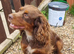 KC Registered Cocker Spaniels