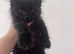 TICA active solid black male Maine Coon