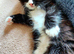 Black and White female kitten