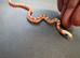 Hypo bloodred high pied corn snake