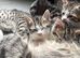 Bengal Maine coon cross kittens