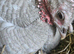 Turkey chicks UNSEXED