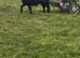 For sale 35inch black Shetland mare ride and drive