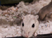 Bonded Pair Of Male Gerbils & Cage