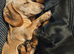 2 miniature dachshunds