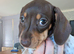 Miniature dachshund puppies KC registered