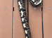 Rare Scaleless/ super micro scale royal (ball) python