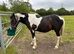 2 year old smart gelding