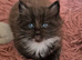 Stunning Siberian/Neva masquerade babies
