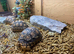 Leopard Tortoises at Birmingham Reptiles