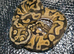 Multiple ball python sale