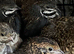 Chinese painted quails