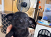 Chihuahua x toy poodle for 5* homes