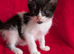 4 beautiful Turkish van X ragdolls babies