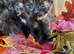 CALICO FEMALE KITTENS TO RESERVE