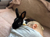 Netherland Dwarf Male